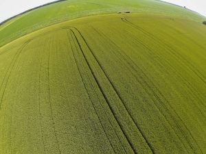 Площі під ярою пшеницею в Україні зменшились майже вдвічі