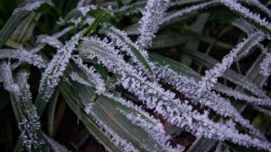 Заморозки можуть вплинути на врожай озимих в Полтавській області