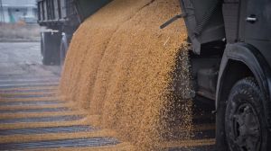 Експерти підвищили прогноз урожаю зернових в Україні