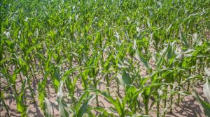 Значного зростання площ під кукурудзою не буде