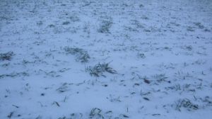 Серед квітня поля в багатьох областях знову вкриті товстим шаром снігу