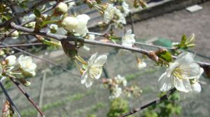 В Молдові від заморозків постраждали персик, абрикос та горіх