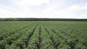 Агрономи радять садити картоплю раніше й робити ставку на нові сорти