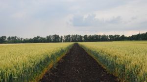 Кутовий прогнозує зменшення врожаю пшениці на 2 млн т
