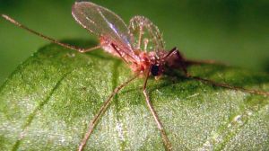 Доросла особина хижого комарика Feltiella acarisuga