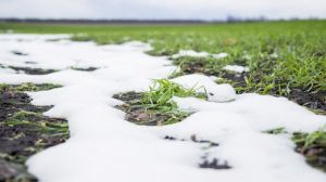  В Карпатах знову очікується сніг, на півночі й заході України — заморозки