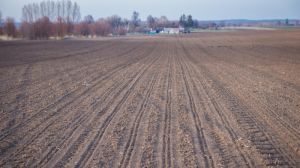 Посівна-2017: В Україні завершують сіяти яру пшеницю