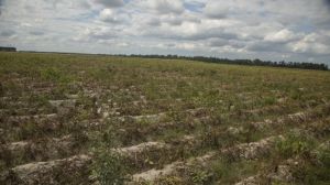 В Хабаровському краї РФ відмовляються від вирощування картоплі