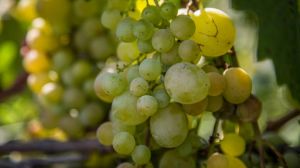 Втрати виноградарської галузі у Молдові оцінюються в 43%