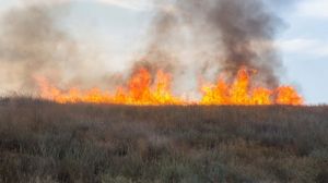 Чернігівського агровиробника оштрафували за спалювання сухої трави