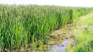 Вирощування рису в Криму може зникнути назавжди