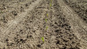 Холодовий стрес призводить до зниження врожайності кукурудзи на 10-30%