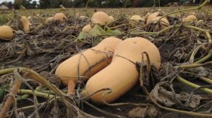 КЕМЗ і «Голденкерн» спільно допомагатимуть проектам із вирощування гарбузового насіння