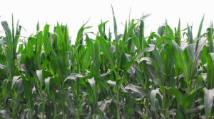 POP-up метод підживлення дає до 9 ц/га прибавки урожайності кукурудзи