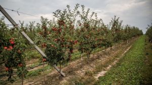 Вчені розробили метод вирощування яблуні в плівкових рукавах