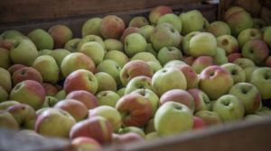 Експерти поки що мають сумніви щодо урожаю яблук і груш в Україні