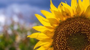 В Україні виконали прогноз посіву соняшника