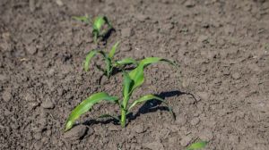 На Запоріжжі місцями спостерігається повна загибель кукурудзи