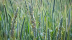 Озиме жито витримало весняне похолодання значно краще, ніж пшениця
