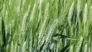 Майже в усій Україні озима пшениця страждає від посухи