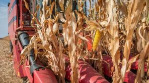 На Одещині урожай зернових зменшиться на 1,2 млн тонн