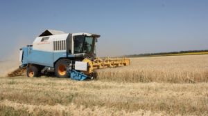 На Півдні України хвороби та шкідники можуть суттєво вплинути на збирання зерна
