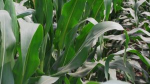 LNZ Group проведе поглиблене вивчення 108 гібридів кукурудзи