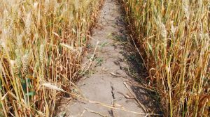 Посуха в Іспанії — недобір врожаю складе 35%