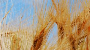 Яра пшениця і ячмінь вступили в фазу наливу зерна