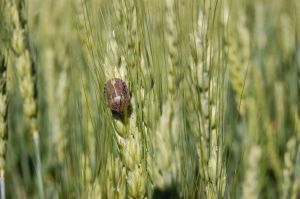 Зернові на півдні України страждають від личинок клопа-черепашки