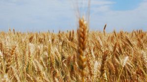 Київська область втратить третину урожаю зернових