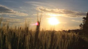Вплив цьогорічних погодних умов на урожай зерна в Європі 