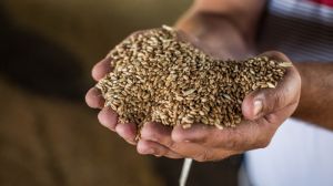 У Мінагрополітики очікують високу якість пшениці цьогорічного врожаю