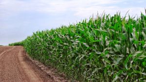 Через дефіцит вологи розвиток кукурудзи загальмувався