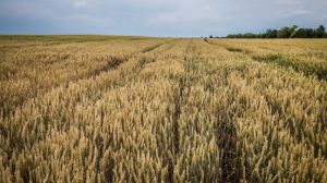 Пшеничне поле