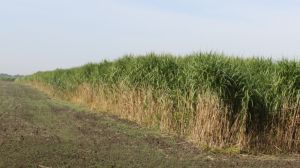 На Львівщині вирошують міскантус гігантський — рослину, яка відновлює пошкоджені ґрунти
