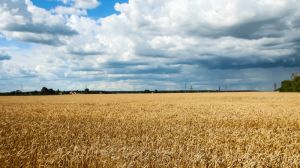 FAO прогнозує зниження цьогорічного урожаю зернових до 2,6 млрд тонн, що на 5 млн тонн нижче травневих прогнозів