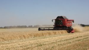 Миколаївські аграрії активно жнивують, зібрано майже 200 тис. тонн зернових