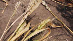 Через посуху європейські країни зазнають рекордних втрат урожаю зернових 