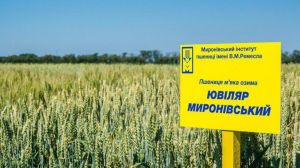 Українські сорти зернових мають величезний потенціал повернути славу всесвітньо відомих!