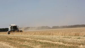 Херсонські господарства розпочали сезон жнив. Обмолочено 111 тис. га ранніх зернових