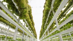 Вертикальні ферми — інноваційний підхід у вирощуванні сільськогосподарської продукції