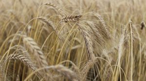 Миколаївська область розпочала жнива ярих зернових