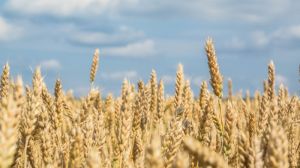 Господарствами зібрано 3,7 млн тонн зерна нового урожаю. Мінагрополітики
