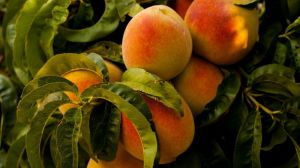 Європу очікує рекордно високий урожай персиків