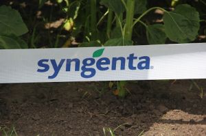 Аграрії вже не згодні переплачувати за бренд Syngenta