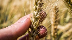 Кіровоградські агрономи скаржаться на низьку урожайність ранніх зернових