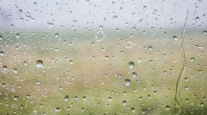 Дощі зупинили жнива на Одещині