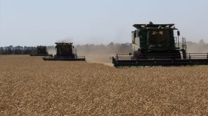 Обмолочено 2,0 млн га​ полів,  українські сховища прийняли 6,5 млн тонн зерна нового урожаю