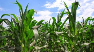Погодні умови в окремих областях України спричинили затримкуу розвитку кукурудзи